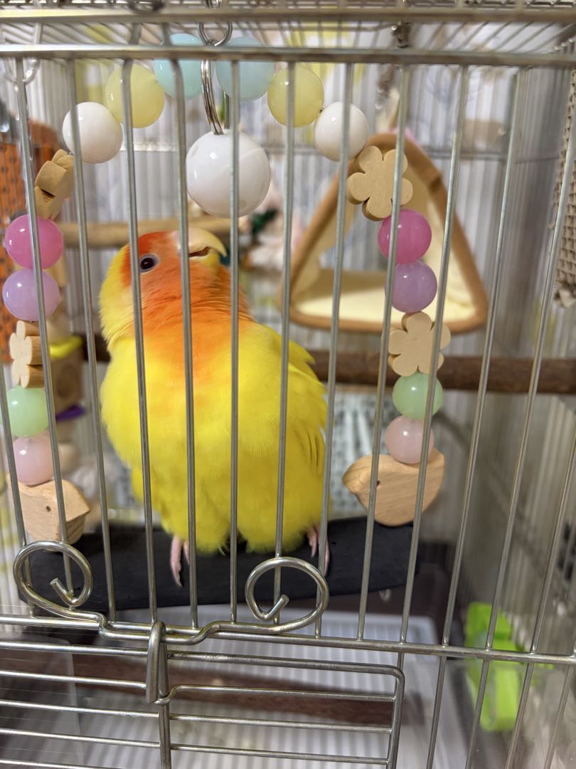 まる備長炭止まり木工房 (@marutomarigi) / Posts / X