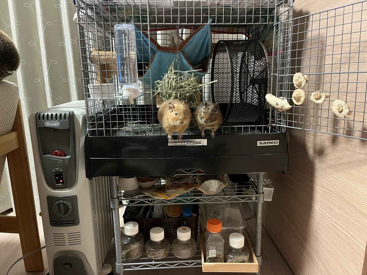 youkylovesdegu's tweet photo. あけましておめでぐー　#デグー　#アンデスの歌うネズミ #degu #octodon #smallanimal #ドリィとテリィ https://t.co/2FzPOv80ML