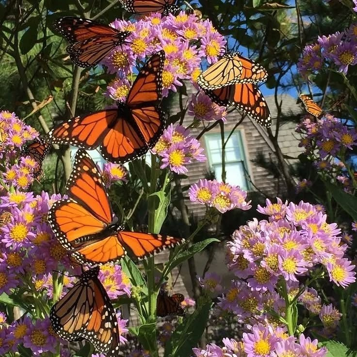 artindetails's tweet image. butterflies.