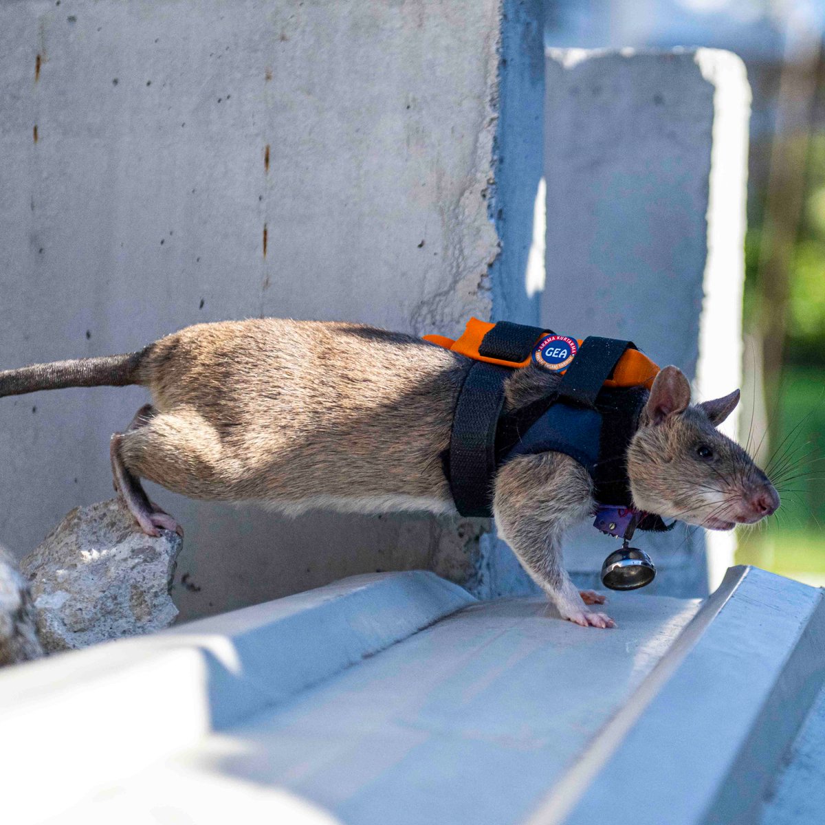 Antalya'da 6 Afrika keseli sıçanı, enkaz çalışmalarında hayat kurtarmak için kullanılacak.

• Proje dünyada ilk olma özelliği taşıyor.
