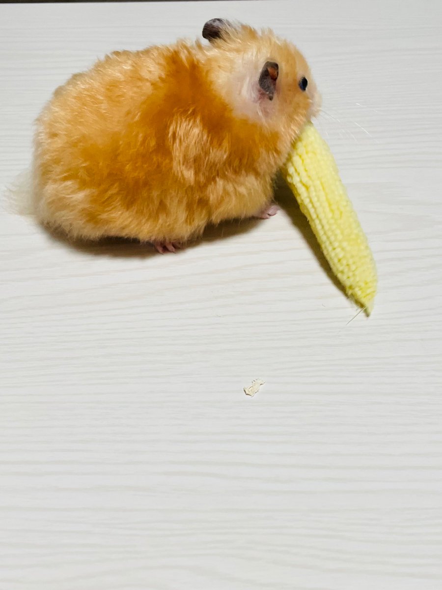 け〜ととハムスターの文字が一緒に流れていった気がするんですが、け