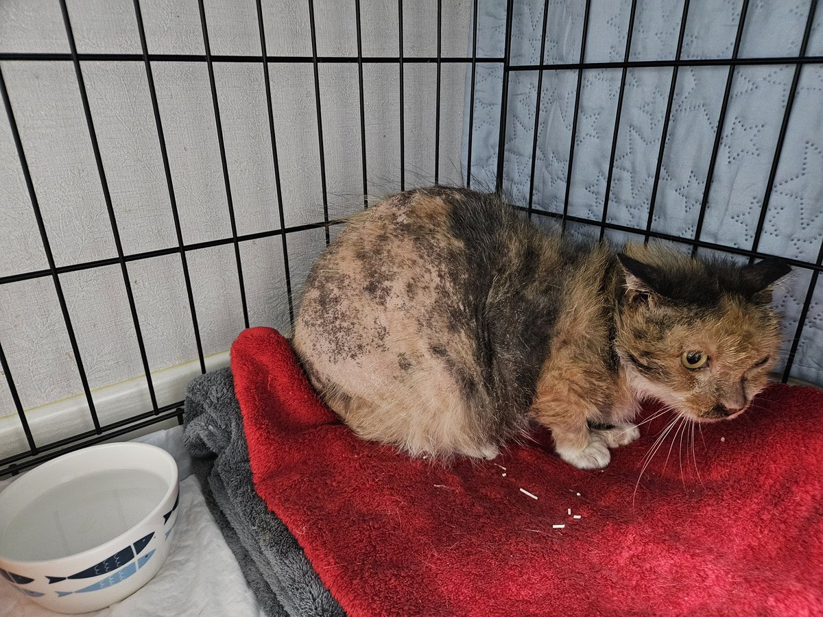 🔥 이 녀석은 심바야. 태어난 지 딱 1개월 4일 된 이 아기 염소는 귀가 무려 22인치나 된다고! :  r/NatureIsFuckingLit, image size:1200x900