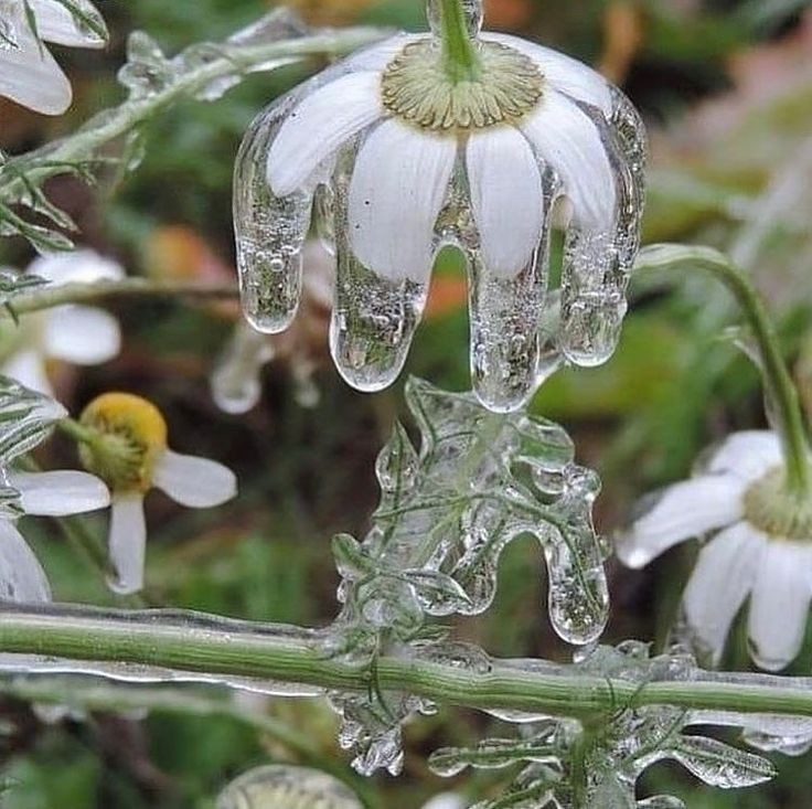 artindetails's tweet image. frozen flower