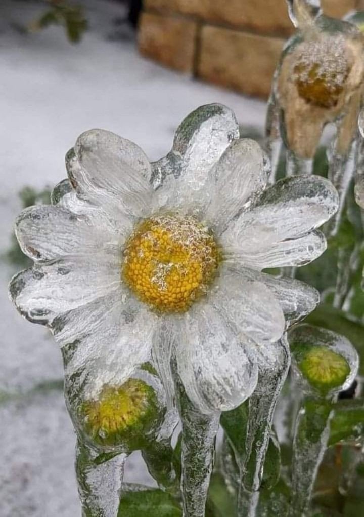 artindetails's tweet image. frozen flower