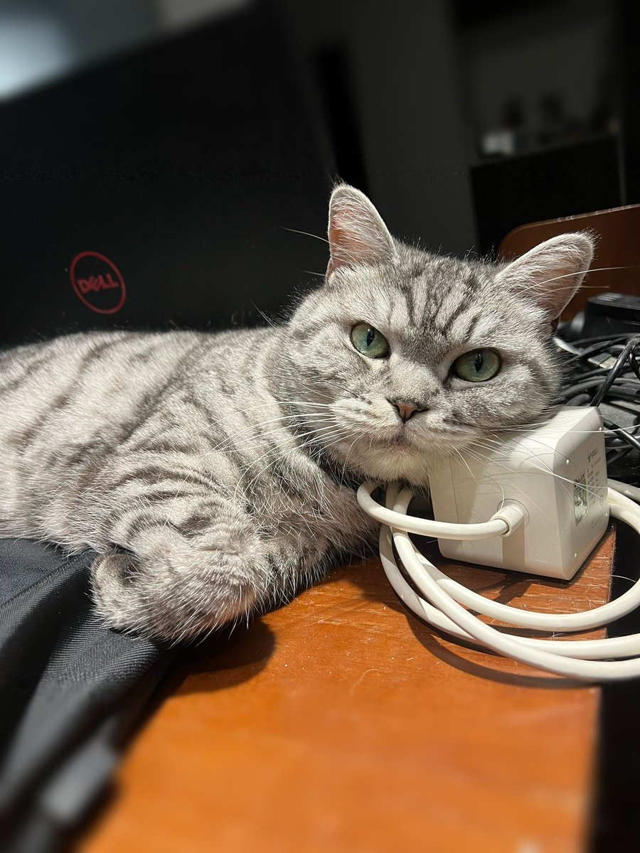 yol11492302's tweet photo. Kiwi's gaming companion protocol: 1. Find the warm laptop vent. 2. Assume a fully stretched side-lying pose. 3. Use (unplugged) power strip as pillow. Perfection. ๐๐ฎ
#CatLogic #Kiwi #GamingBuddy https://t.co/klYCsHcK3w