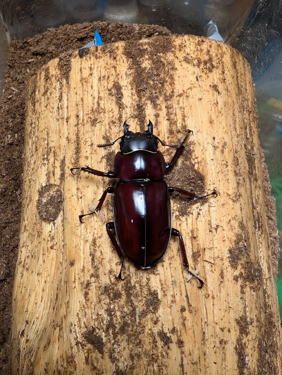 虫の兄ちゃん@兜鍬武蔵 (@anchan_kabukuwa) / Posts / X