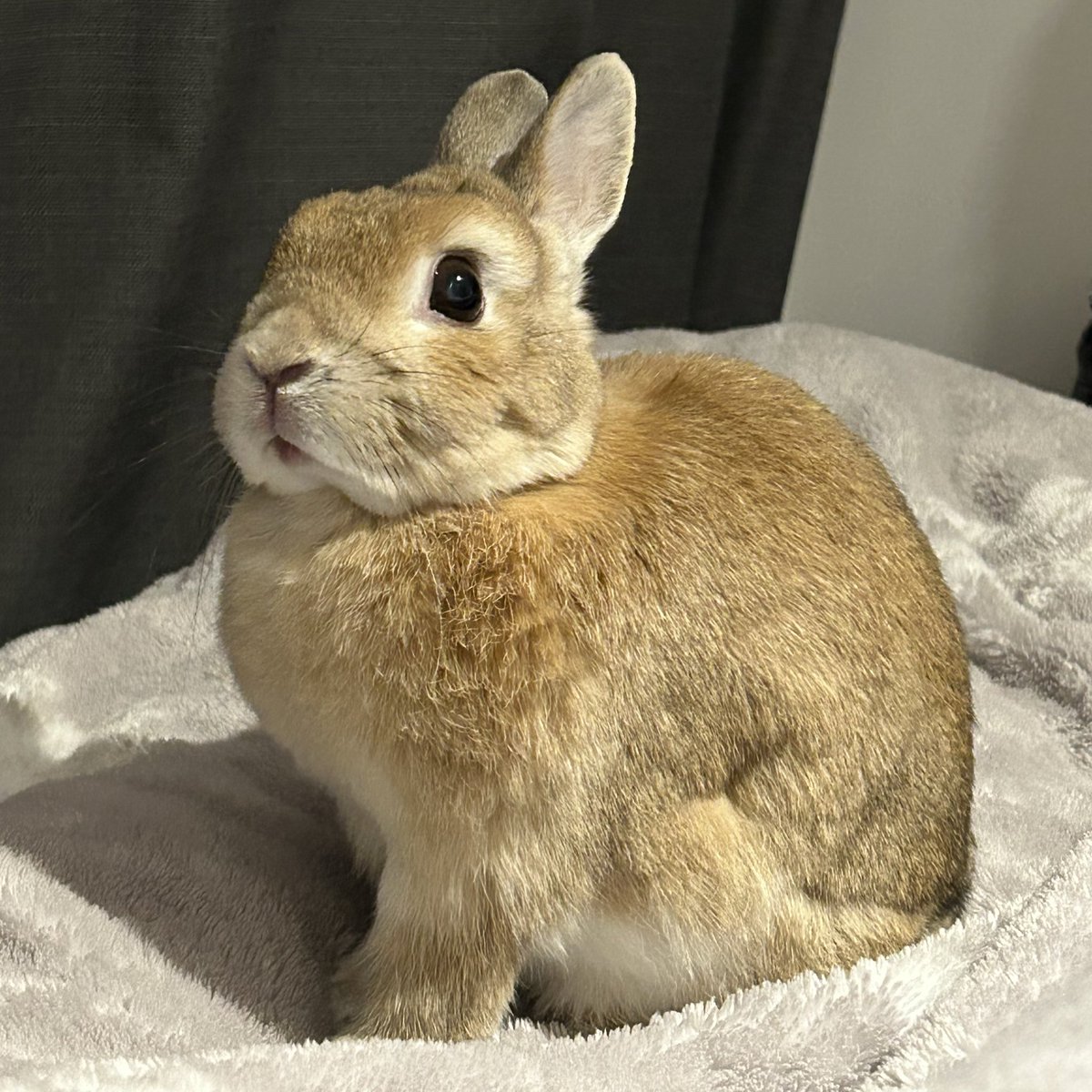 うさぎちゃん (@usagichan0903_) on X