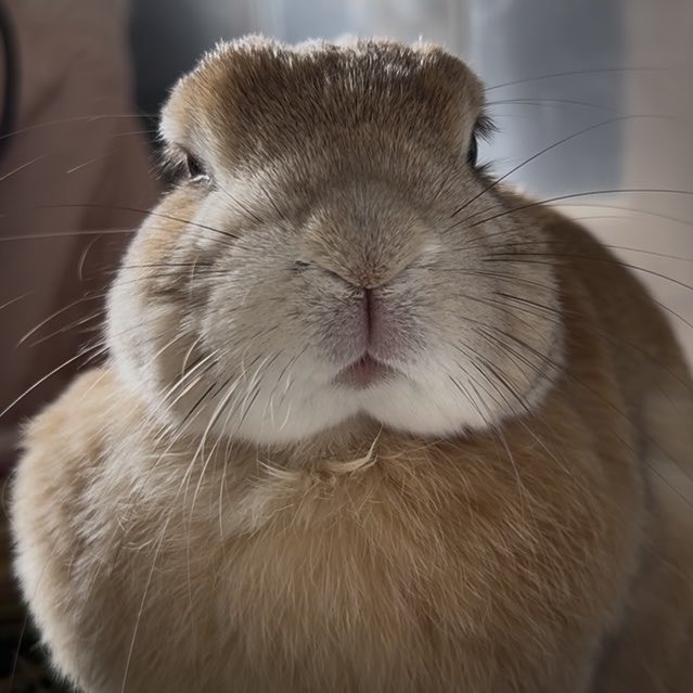 うさぎちゃん (@usagichan0903_) on X