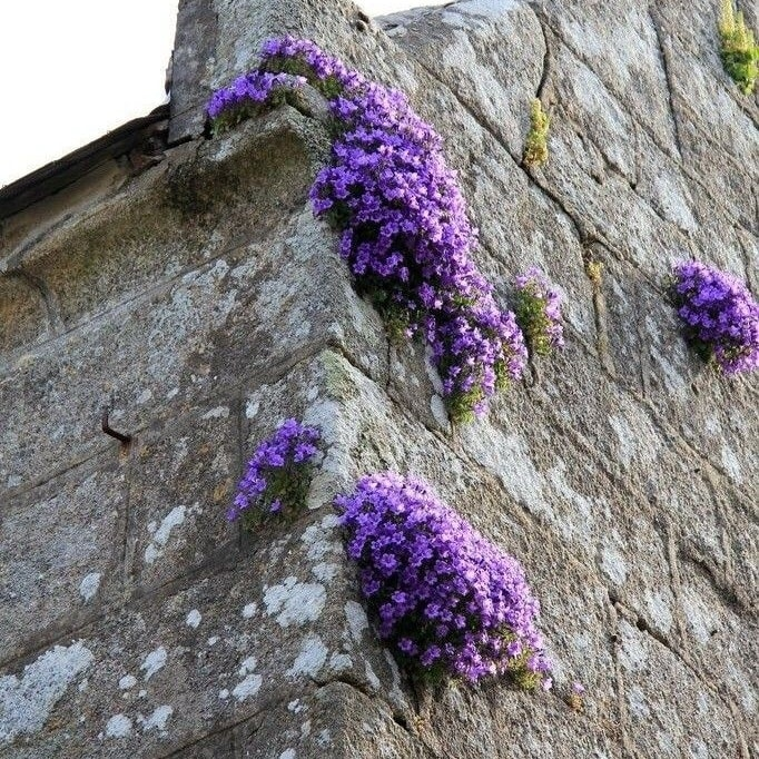 something about flowers growing on concrete