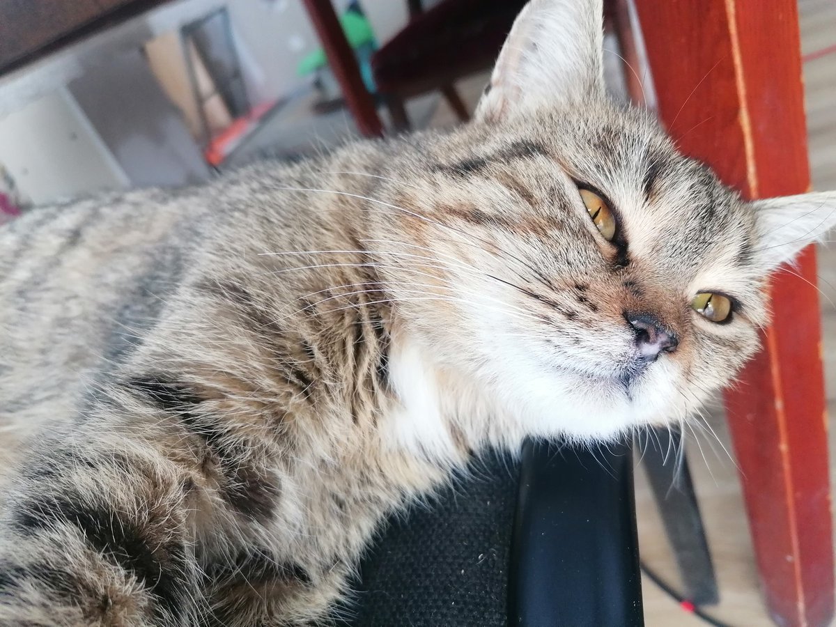 Елена tweet media