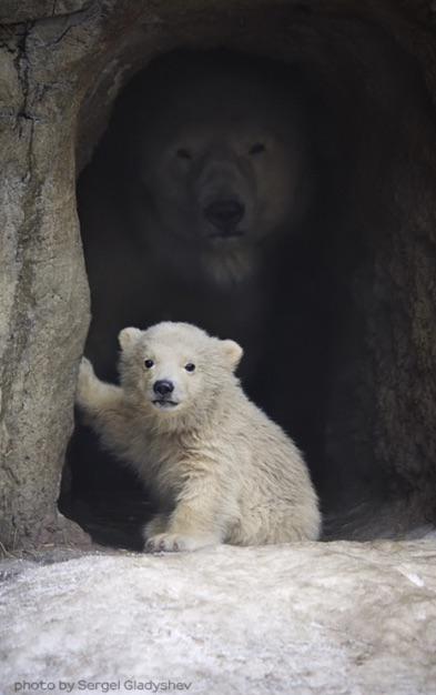 B_yeonmyu's tweet image. 제르베가 늘 🩷선생님과 저🩷 를 그려주는데
선생님의 ❛ 나와 제르베! ❜ 를 그려주실 수 있으실까요?

그 결과: