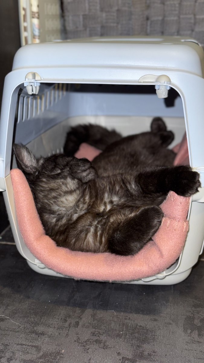 Друззя, таке діло, в мене ще три банки в черзі, дуже не хочу запускати їх паралельно, тому треба ваша допомога з поширенням і донатами
Цьомнув всіх

send.monobank.ua/jar/AYANg2fPM2