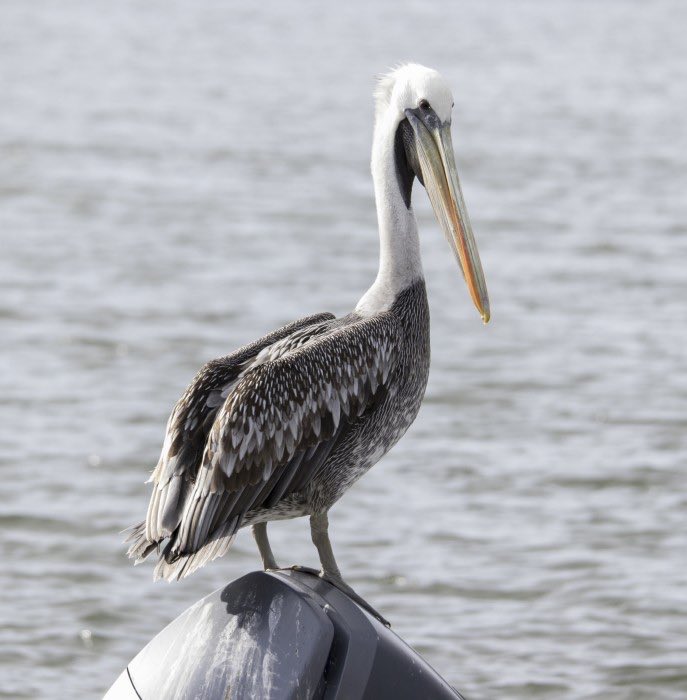 Causa alarma que más del 55% de las aves marinas por la problemática causada, por los restos plásticos que van a los mares y océanos, se acumulan en los estómagos de estas aves, provocándole desnutrición, envenenamiento e incluso la muerte.