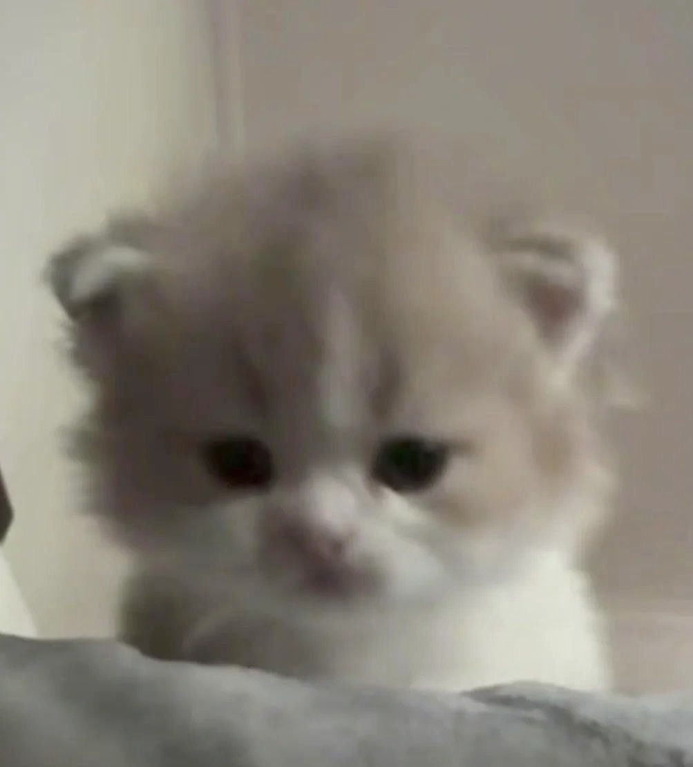 ≽^σ̴̶̷̤  ̯ σ̴̶̷̤^≼ 🐈🐱🤍.ᐟ.ᐟ