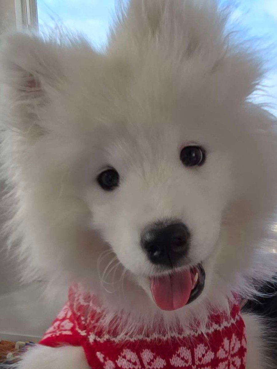 _Silvervale_'s tweet image. I'M BACK!! Christmas break storytime and more NEW VEGAS :D

twitch.tv/silvervale