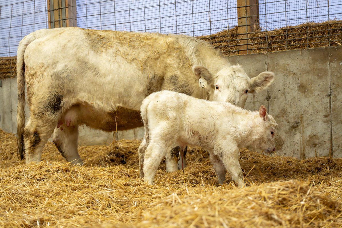 Jamie Heaslip CCA-ON tweet media