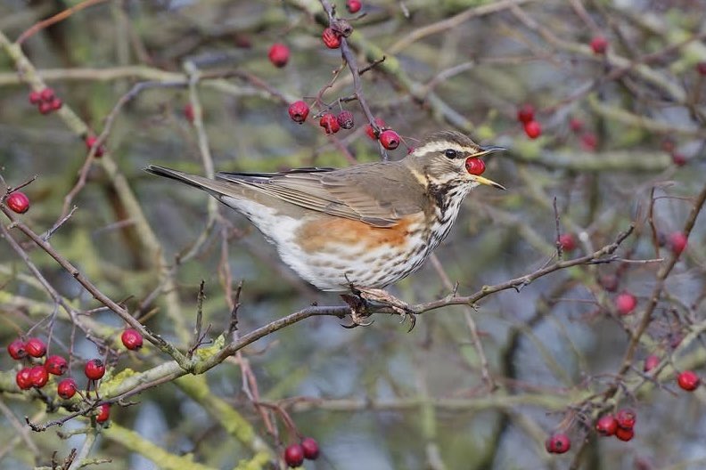 John Rose tweet media