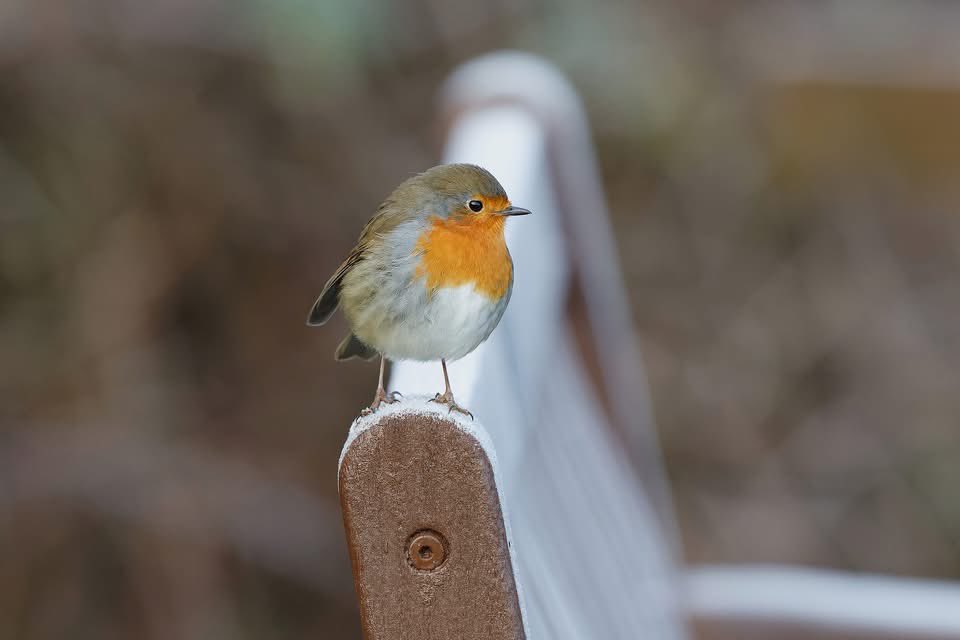 John Rose tweet media