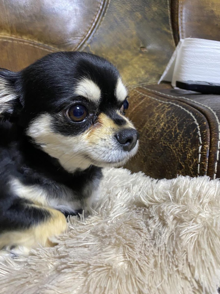 용이를 데려왔다!