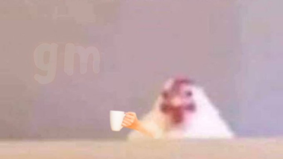 greg the low quality chicken tweet media