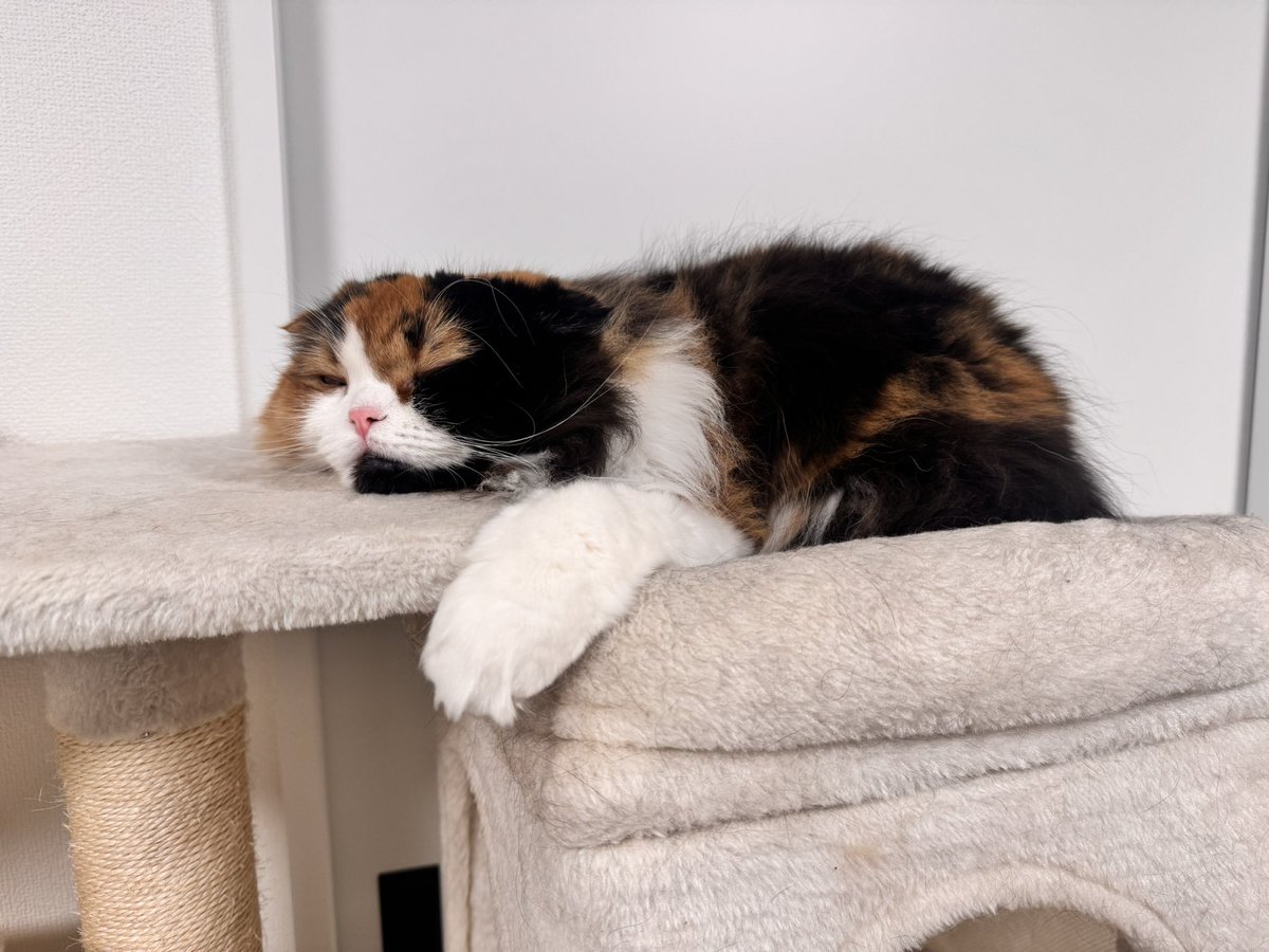 梅ぼしLove子(^w^)♡♡ おやすみなさい🌙