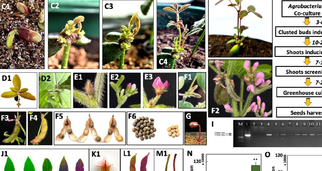 Plant Physiology tweet media