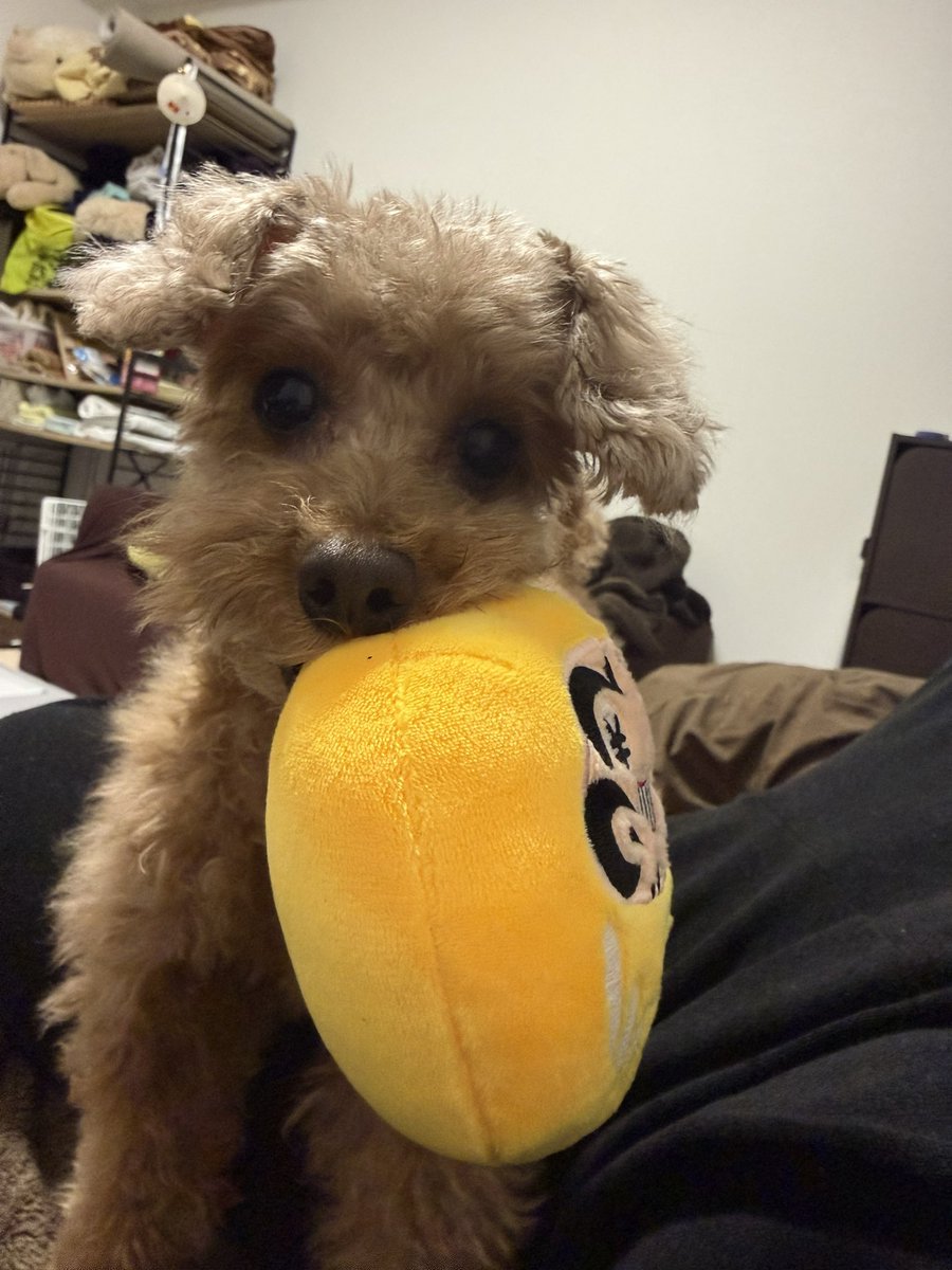 【WTG】わちくん tweet media