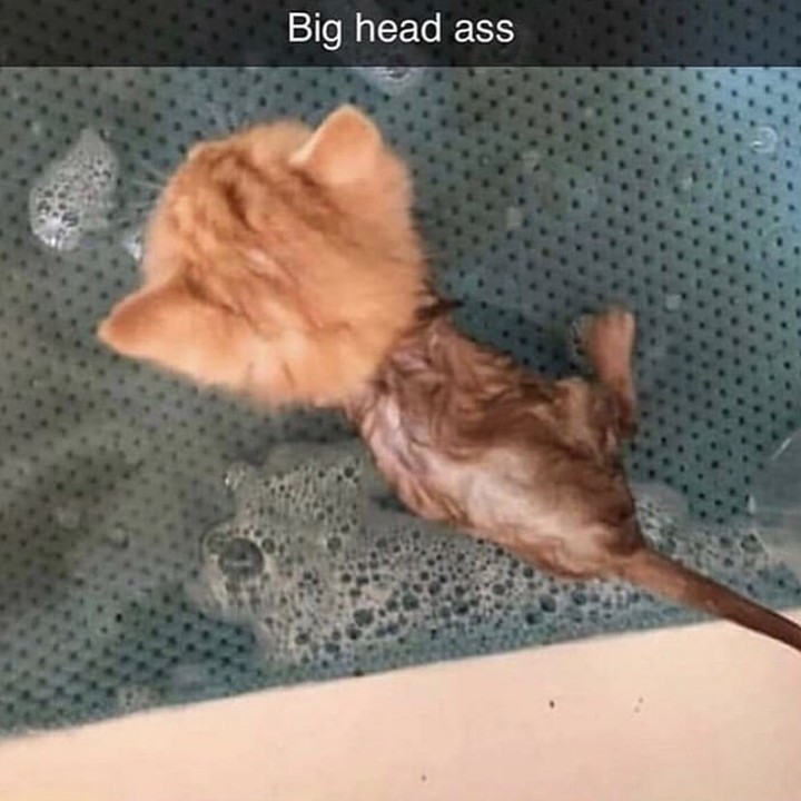 PunchingCat's tweet image. 