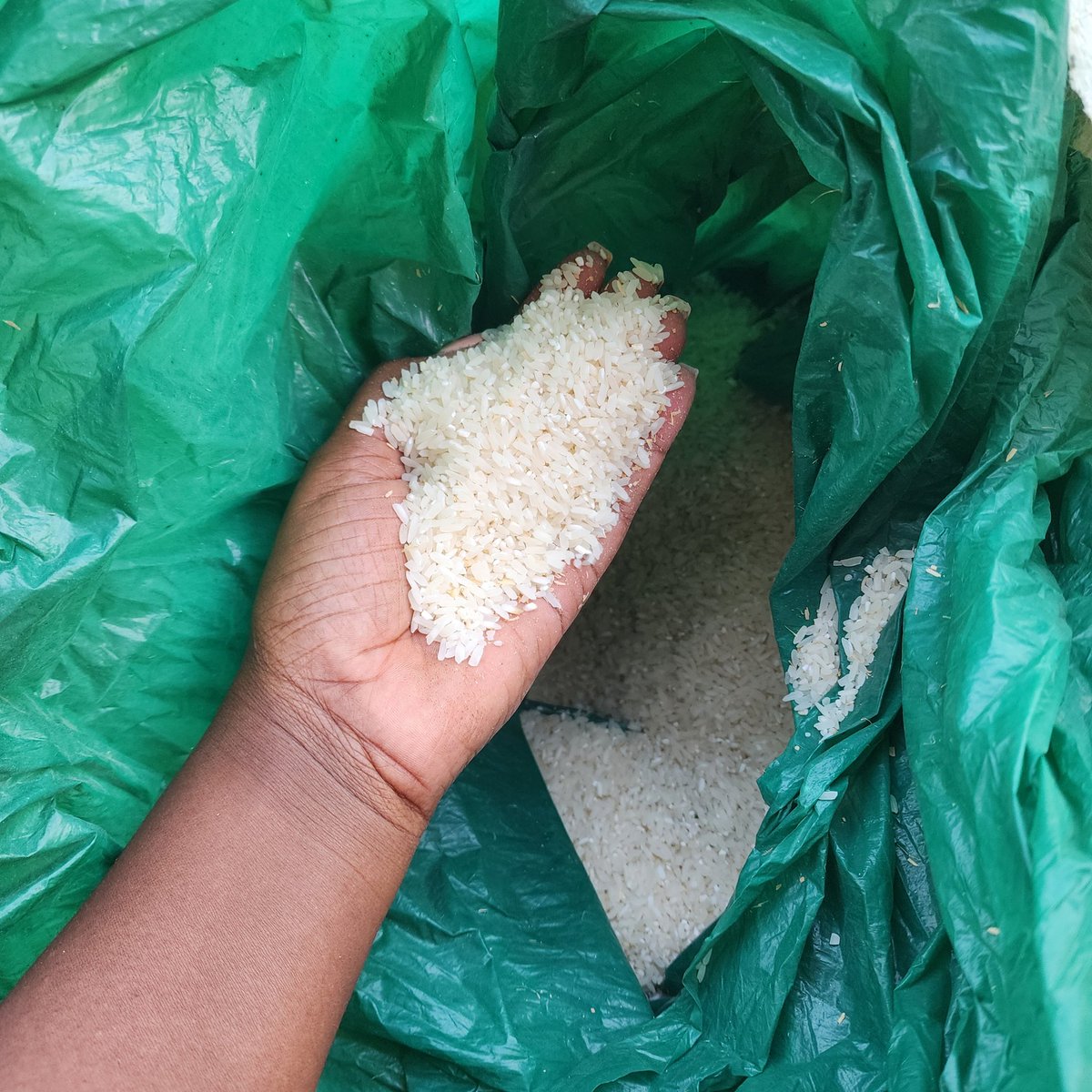 ChePatuma's tweet image. Buy mpude from me  at only  Mk3800/kilo in Mpemba , I offer free  delivery  aswell.
Call or WhatsApp  0998788910.