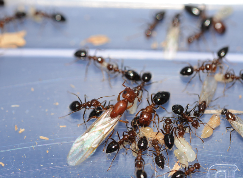 ZooKeys_Journal's tweet image. Reassessment of the taxonomic position of the ant species Camponotus minus: doi.org/10.3897/zookey…

#taxonomy #phylogeny #ants