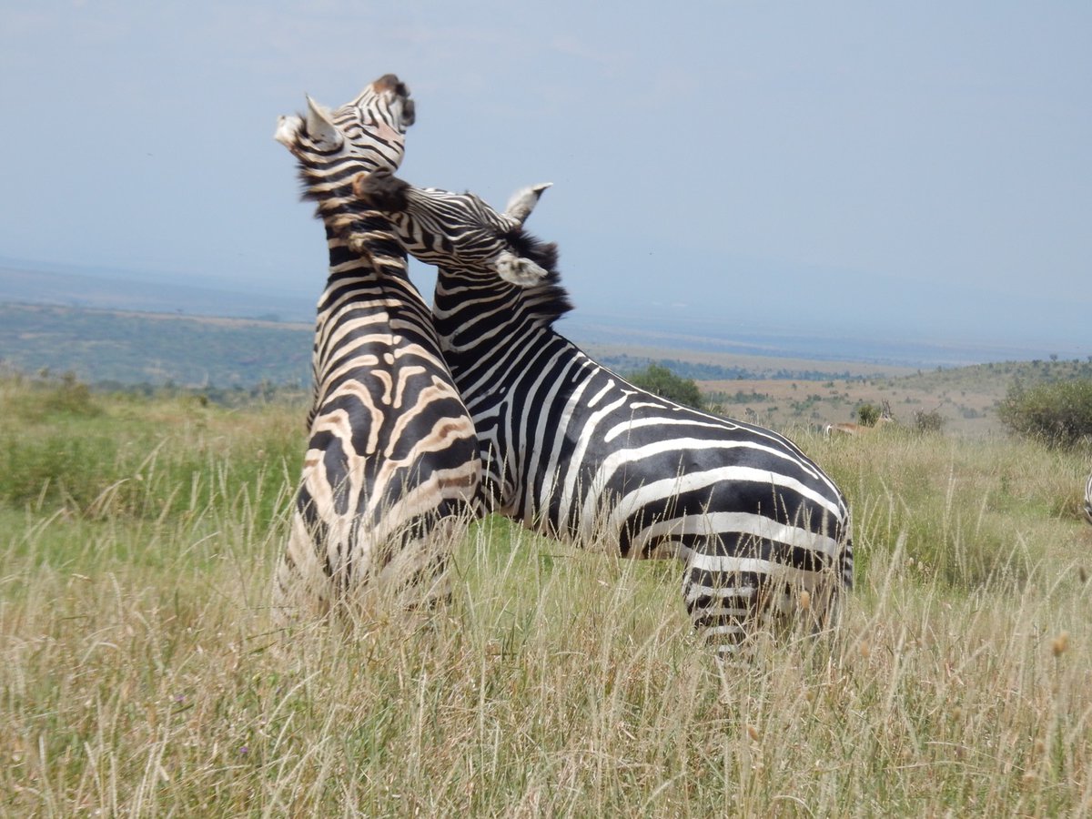 Ekenojke's tweet photo. Stripes at war. https://t.co/yTMQT6u7ll