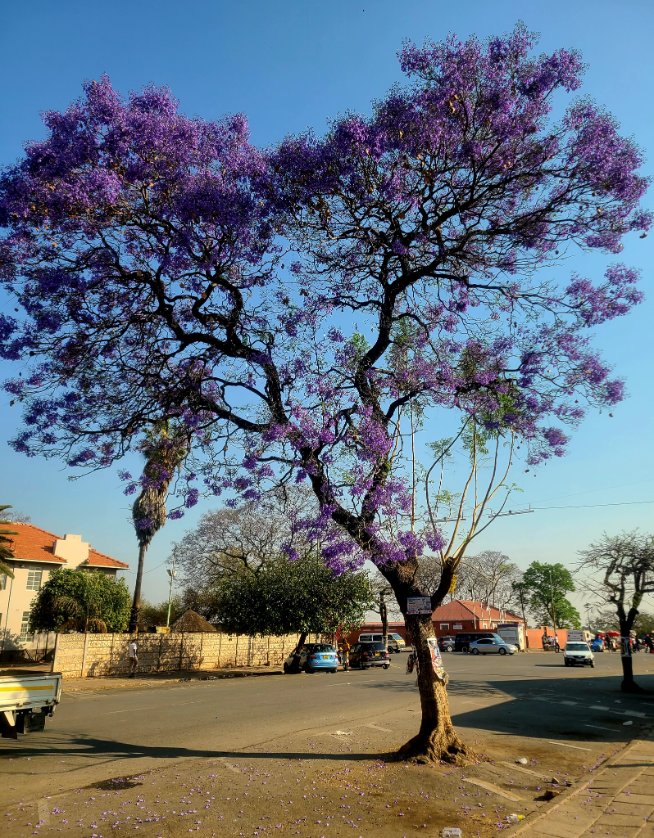 Beatonm5's tweet image. Share any tree photos