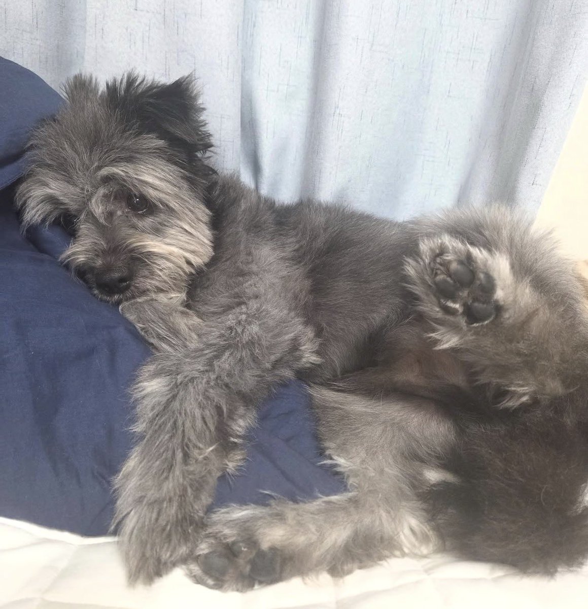 🩶소망이의 가족이 되어주실 분🖤

웃수저 소망이가 가족을 맞이할 준비를 하고 있어요! 결석 치료도, 산책 교육도 열심히랍니다. 아래 원트의 링크로 소망이의 일상을 미리 볼 수 있으니 많은 관심 부탁드려요☺️💕