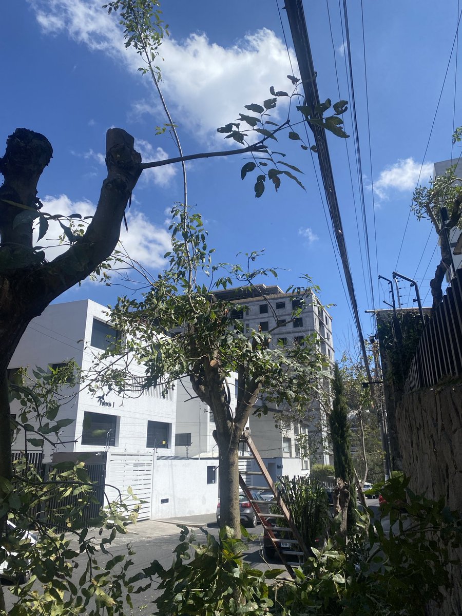 “Si has de escoger entre el cable y el árbol, escogerá siempre el cable”.
Primer y único mandamiento del ⁦<a href="/MunicipioQuito/">Municipio de Quito</a>⁩ 
PD: el@98% de los cabl s en la foto no sirven para nada
