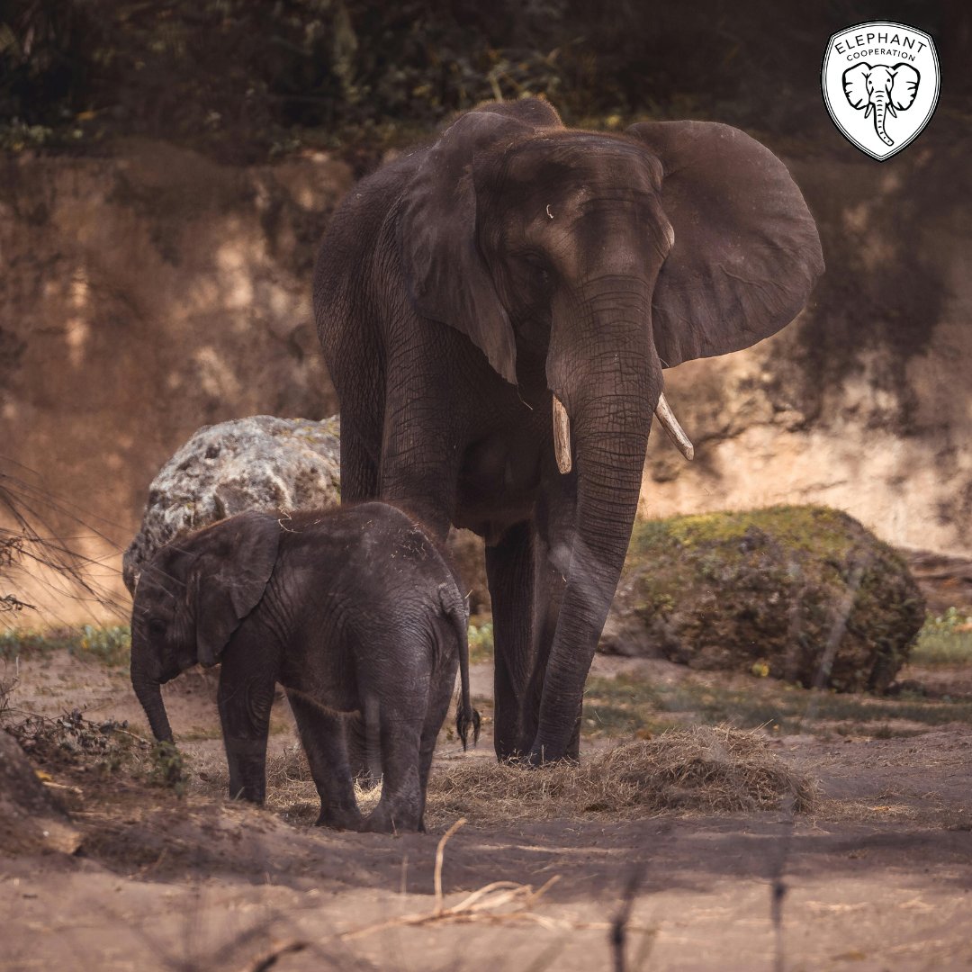 Elephant Cooperation tweet media