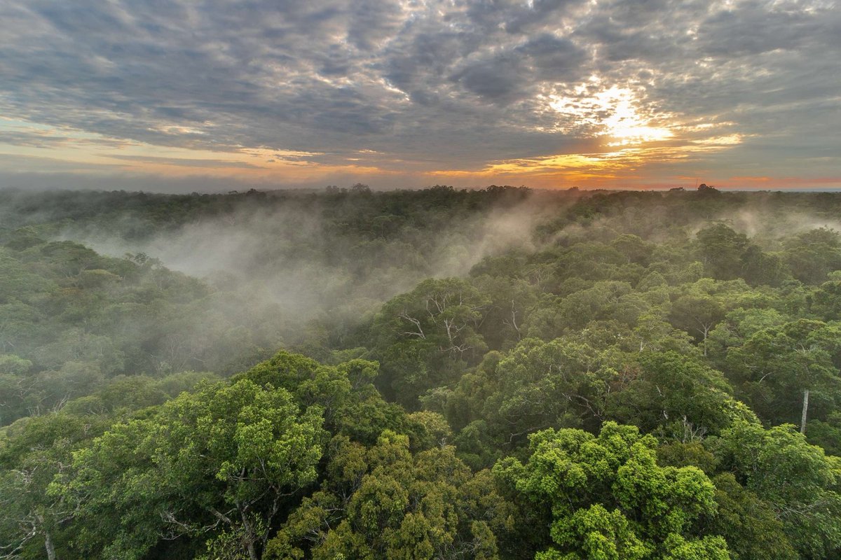 A nation that destroys its soils destroys itself. Forests are the lungs of our land. – Franklin D. Roosevelt