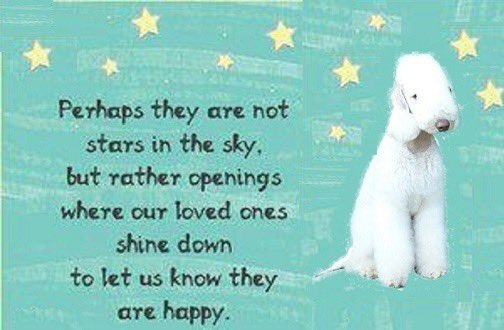 Borzoi Charts 📁 tweet media