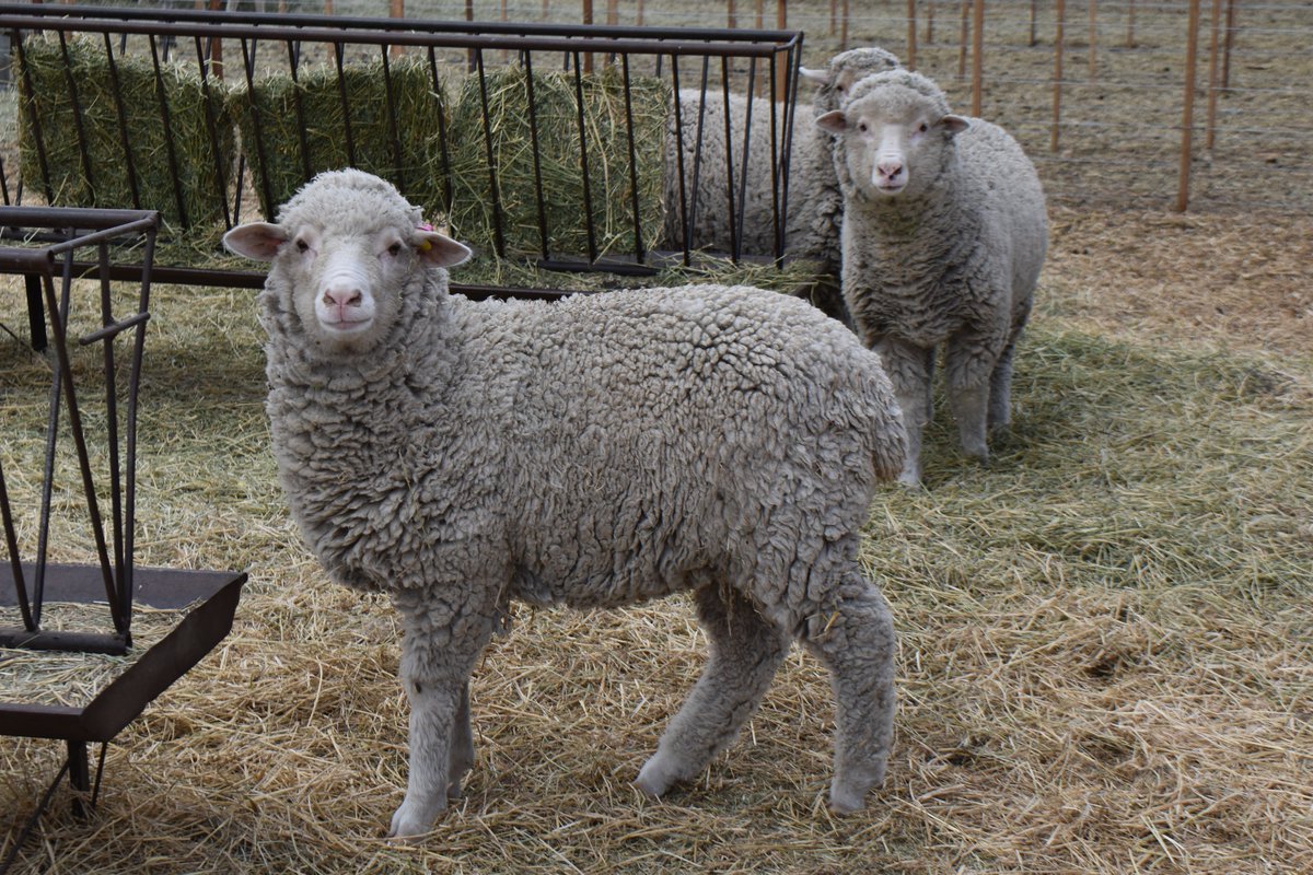 IntaSur's tweet image. 🐑 Participamos del anuario de la Asociación Argentina de Criadores de Merino (AACM) 
👉🏽Información técnica, genética, eventos, jornadas, mejoramiento y novedades sobre la raza en Argentina.
🧶
👉merino.org.ar/anuario/
@intaargentina
