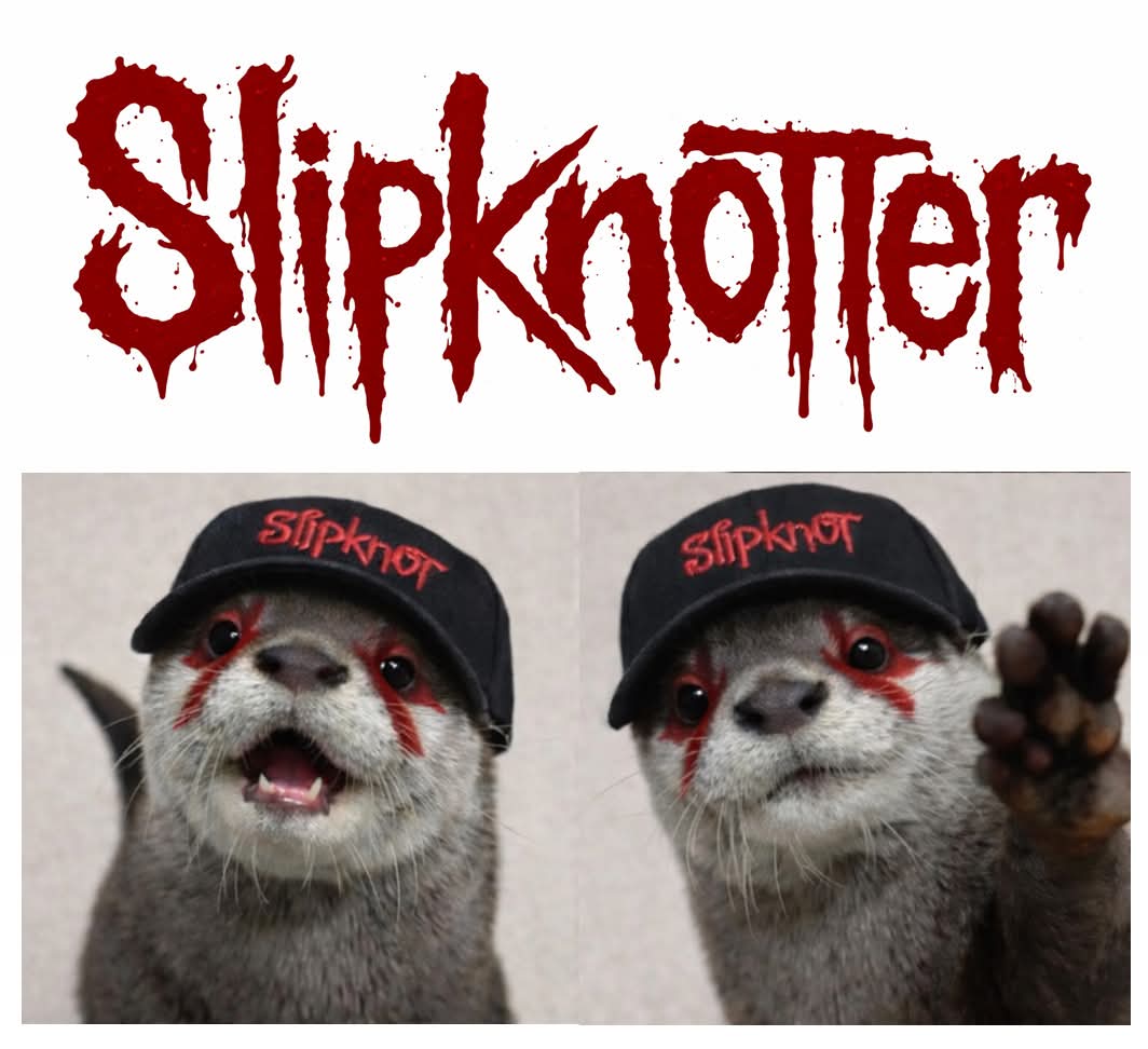 Funny Otters tweet media