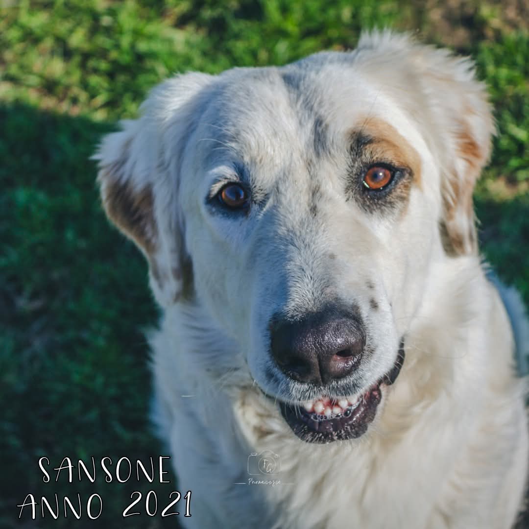 4zampeinvolo's tweet image. 🐾 Sansone cerca 🏡 💔 È invisibile agli occhi, ma indimenticabile per chi lo incontra.
Ha 3 anni, è sordo, ma ascolta col cuore. 
Nonostante la sua disabilità, Sansone ha imparato a convivere serenamente con il mondo che lo circonda. 
Dolce, intelligente e pieno di voglia di…