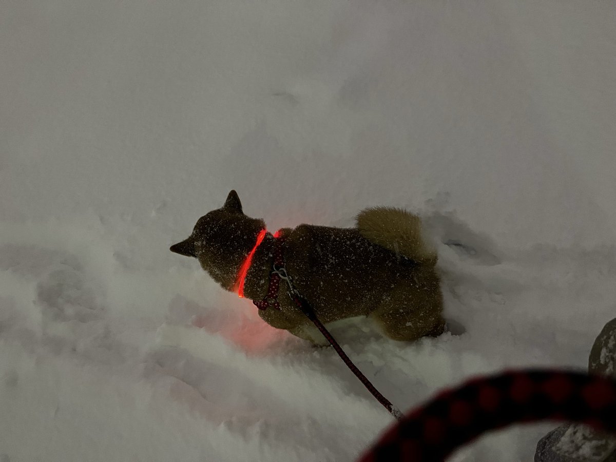 do_ayk's tweet photo. 昨日の夜、ひどい雪でした‥
さすがに雪かきと散歩で疲れました。
膝下くらいまで積もっていたのでこいで歩くと体力奪われてしまう
除雪作業してくださる方々ありがとうございます。
おかげで朝の散歩は道があって歩きやすかったです。 https://t.co/Tsj05xesxP