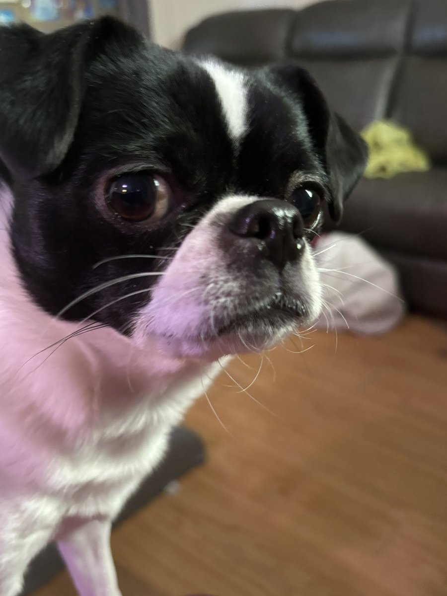 Hellbeastly's tweet image. Happy Thursday pals!!! Auntie isn’t feeling well so we’re being very quiet for her. We’re not used to being quiet but momma is rewarding us with cheesy steak treats!!! Yummy 😋!!! #dogsoftwitter