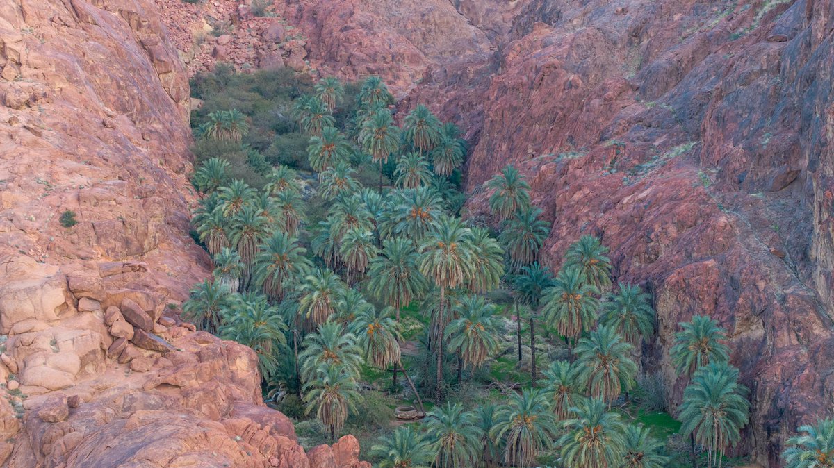 #بوصلة
• الجُب 🌴

مع عدّة عتبات تنزل بك مشيًا إلى واحة غنّاء يكمُن به سحر الطبيعة، عفوًا تصعد بك إلى أعلى مستوى للدهشة! 

واحة تُحيط بها الجبال من كل الجهات، نخيلٌ شاهقة وأخرى خاوية لتشهد على أطلال .. وأشياء ستُذهلك! 

📍الموقع: جنوب حائل | قرية المختلف
🕔 المسافة: 60 كيلو عن