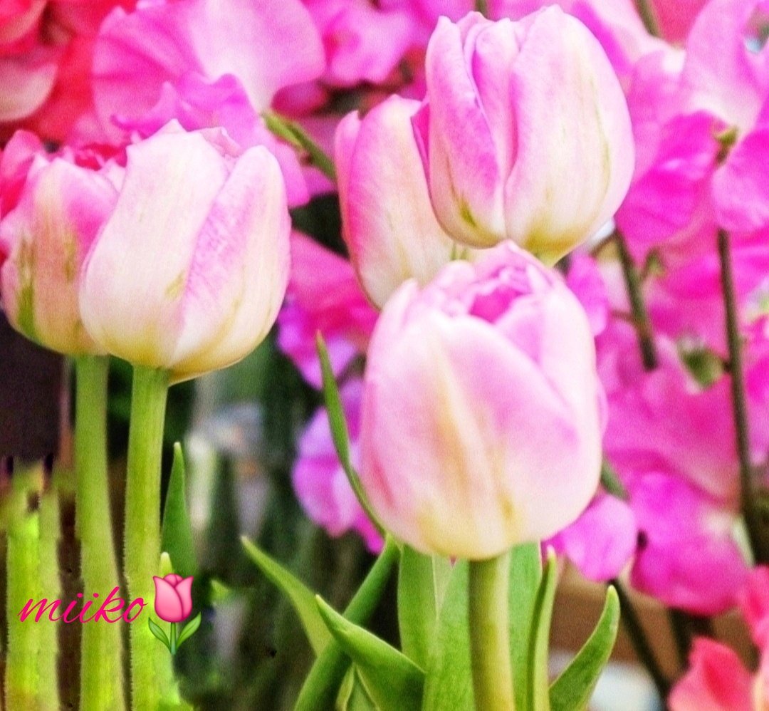 🌸おはようございます🌸

🫧🌸
春よこい春よこい
                            🌸🫧

あたたかい春が早く来てほしいですね
🩷🩷🩷

今日も笑顔で過ごせますように🍀

🩷⚘️｡✩*:ﾟ･⑅*॰¨̮♡⚘️🩷
#お花屋さんのチューリップ🌷
#お花の定期便