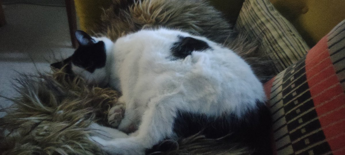 ❄️❄️❄️Cold outside, staying in, nice and warm 😸😸😸
#snow #cats #January2026