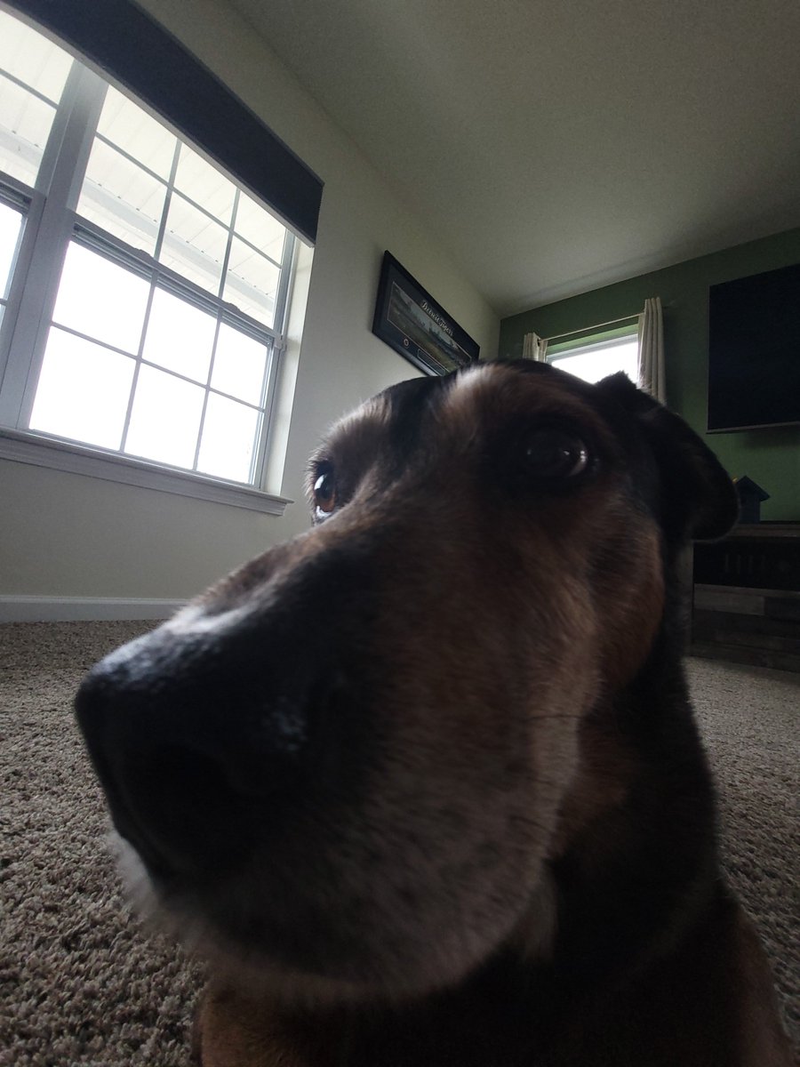 squeebro's tweet image. Dog