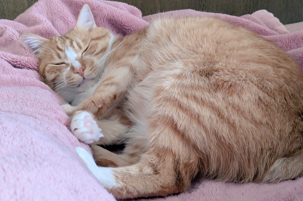 あんころきなこ🐾 (@ankororineko817) / Posts / X