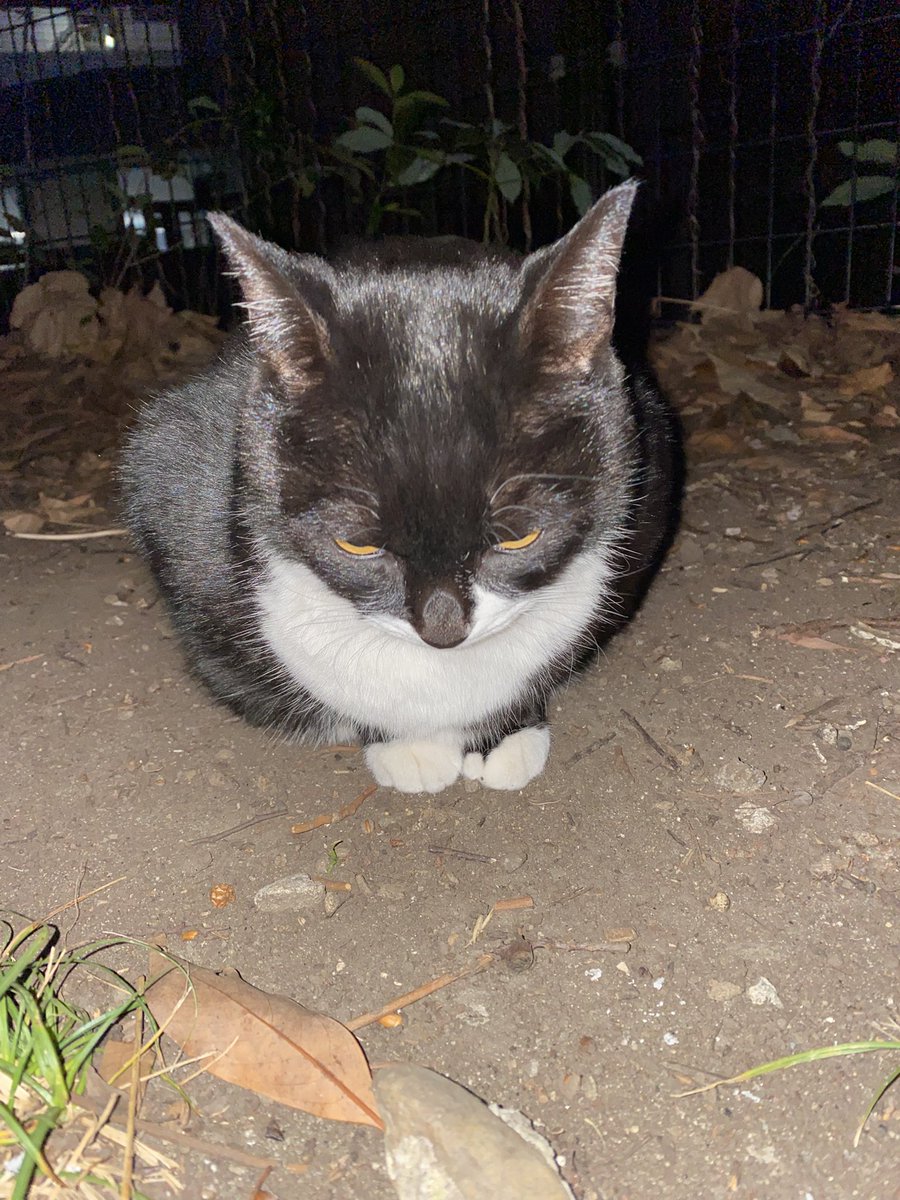 にゃん太郎 (@nyannyan__taro) / Posts / X