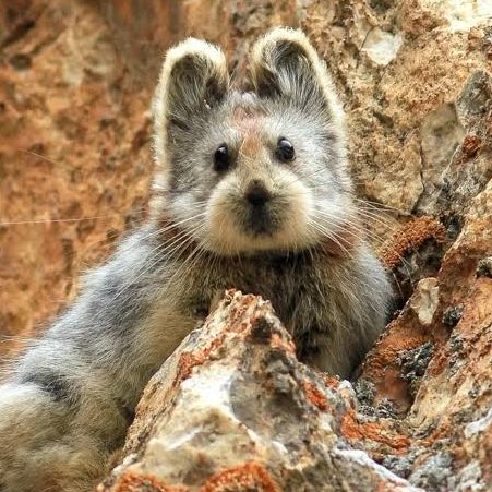 SeriesBrasil's tweet image. Pika de 20cm corre risco de extinção.

O mamífero, mais conhecido como Pika-de-Ili, sofre com o aumento da temperatura e deve desaparecer nas próximas décadas.