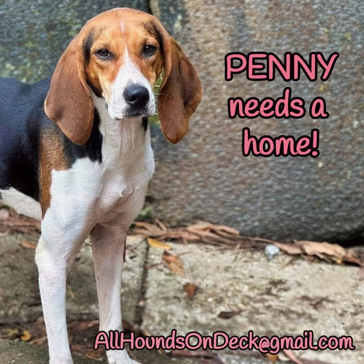 _AHOD_'s tweet image. Penny is a sweet, soulful girl ~3 yrs old, weighs in the low 40s, and is ready to find her forever home! When Penny first arrived, she was very scared, but with time, love &amp;amp; a steady routine, she has blossomed into a happy, secure &amp;amp; loving poopa! #adoptdontshop #dogsofx #hounddog